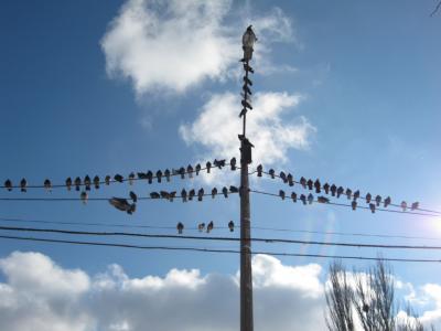 Прикрепленное изображение: golubi.jpg